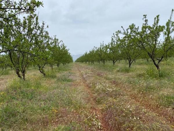 Terreno en Las Tiesas, Villena photo 2