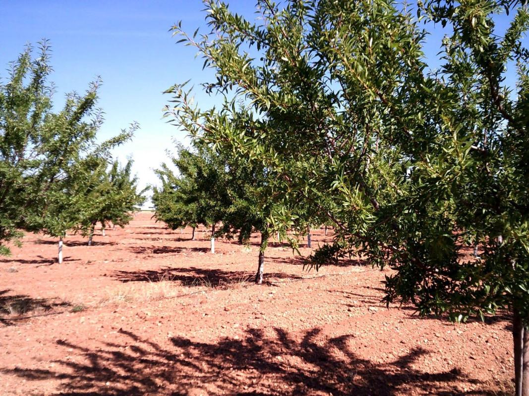 Terreno en venta en Villena, Alicante photo 5
