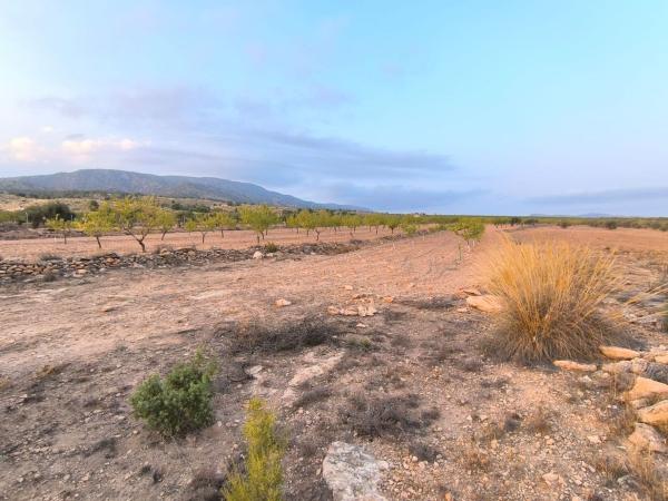 Terreno en Pinoso photo 1