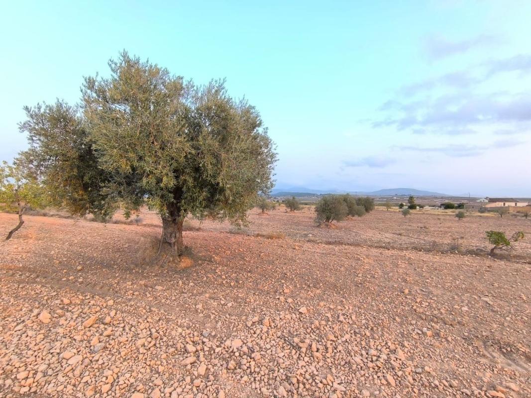 Land for sale in Pinoso, Alicante photo 4