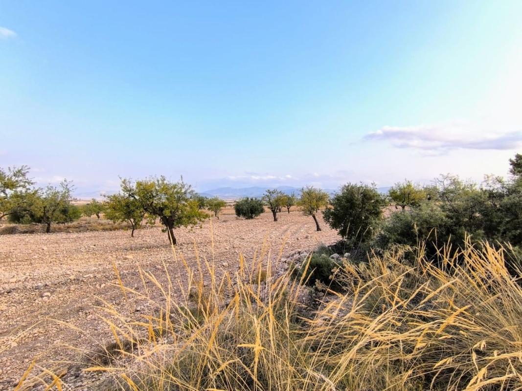 Land for sale in Pinoso, Alicante photo 2