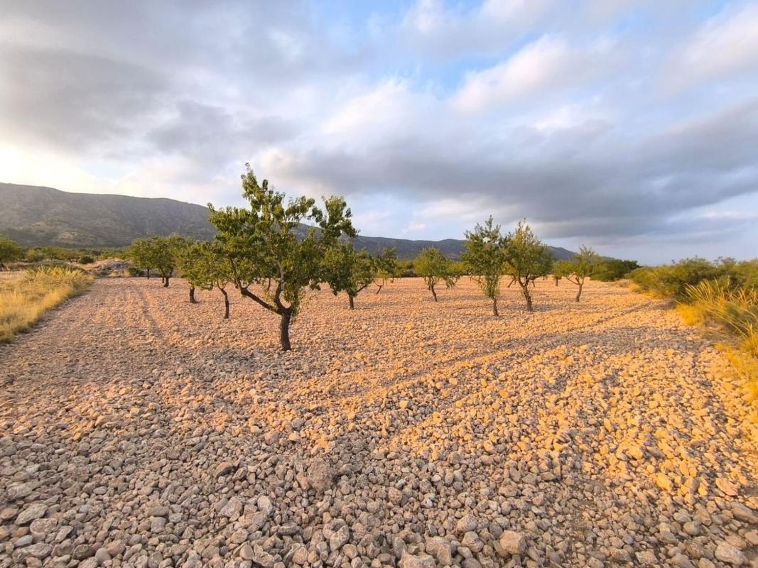 Land for sale in Pinoso, Alicante photo 3