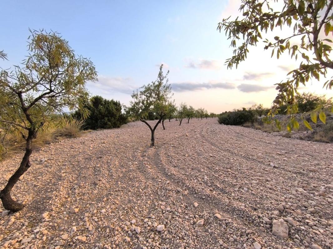 Land for sale in Pinoso, Alicante photo 4