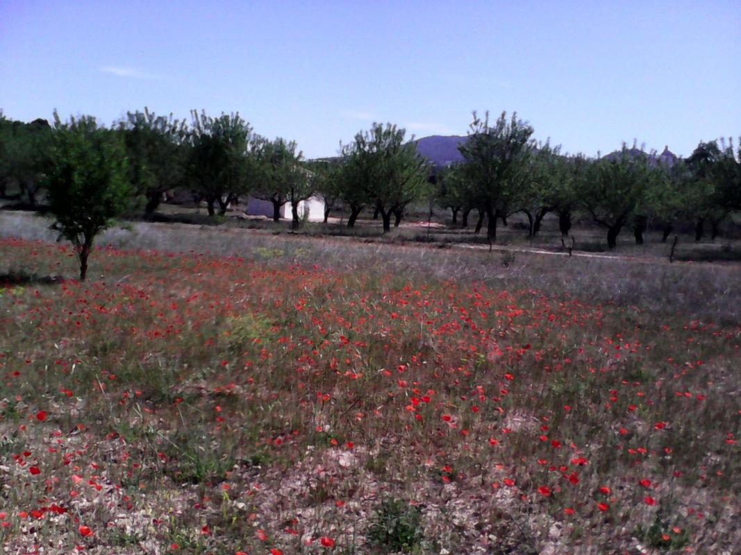Terreno en venta en Banyeres de Mariola, Alicante photo 1