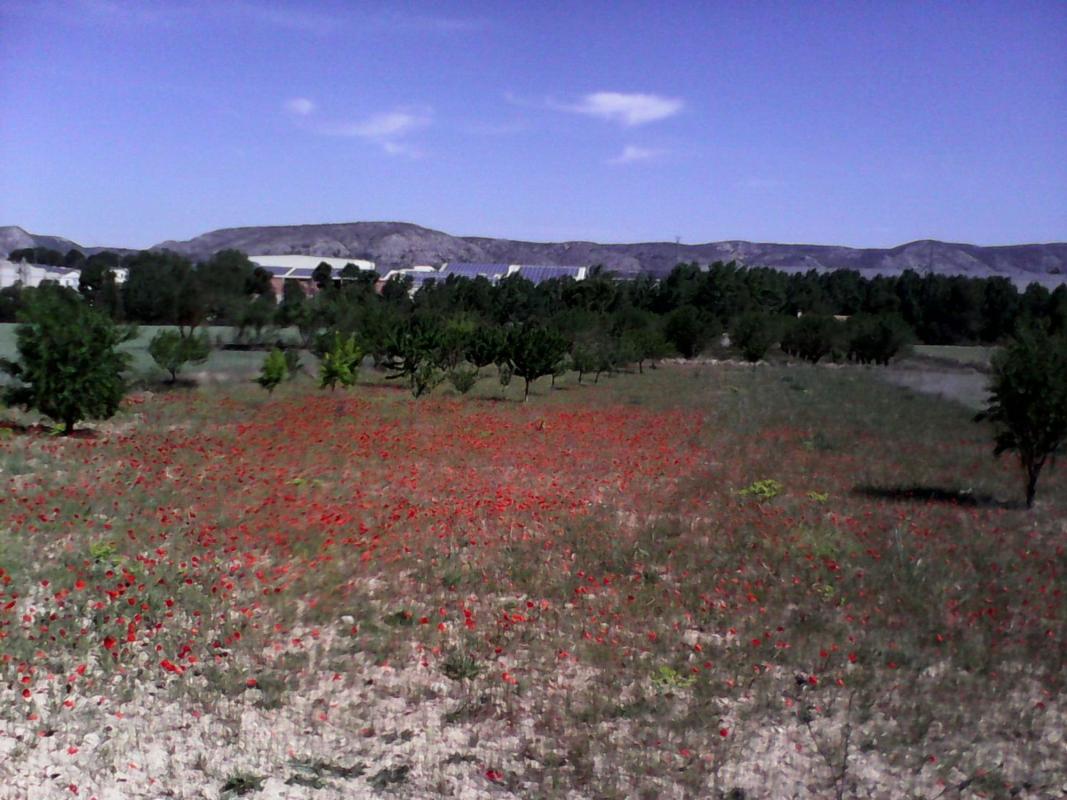 Terreno en venta en Banyeres de Mariola, Alicante photo 2