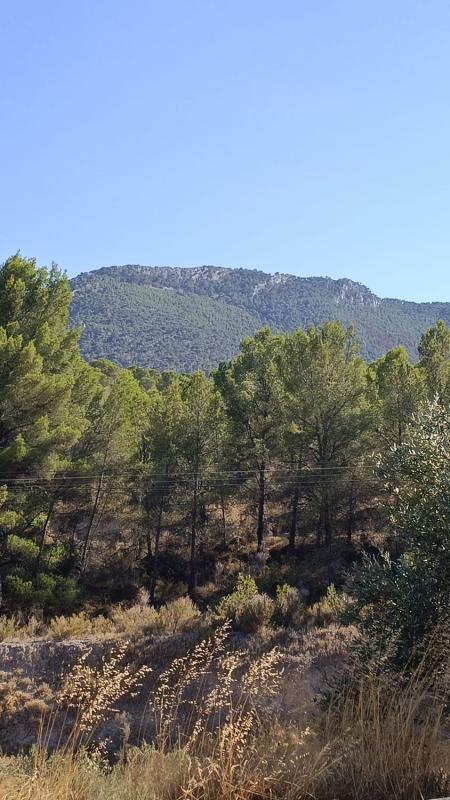 Venta de finca rústica en Finca rústica en Pinares Del Mecli Izqda, 18, Tibi , Tibi photo 3