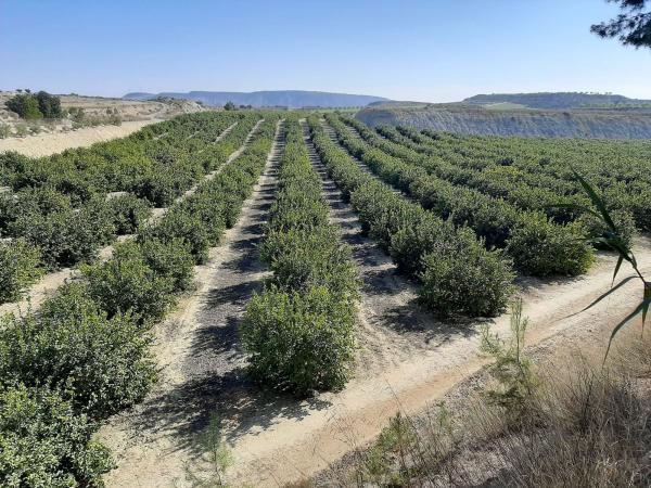 Terreno en Orihuela Ciudad, Orihuela thumbnail 2
