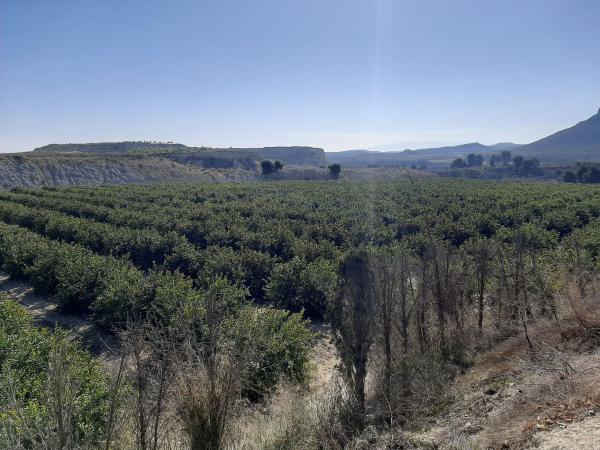 Terreno en Orihuela Ciudad, Orihuela photo 4