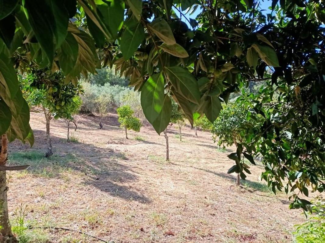 Venta de finca rústica en Finca rústica en Río Genal, 262, Farajan , Farajan photo 3