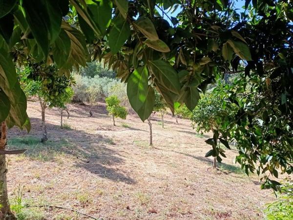 Finca rústica en venta en Finca rústica en Río Genal, 262, Farajan , Farajan thumbnail 2