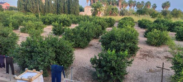 Terreno en Camino de Almoradi, 191, Molins-Campaneta-San Bartolomé, Orihuela thumbnail 1