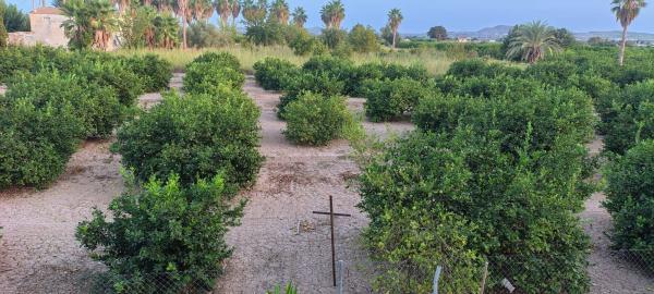 Terreno en Camino de Almoradi, 191, Molins-Campaneta-San Bartolomé, Orihuela thumbnail 2
