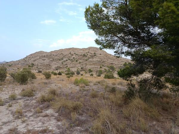 Terreno en partida murta, Agost photo 4
