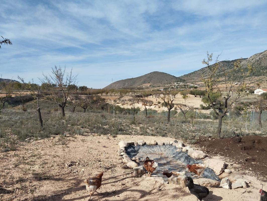 Land for sale in La Romana, Alicante photo 5