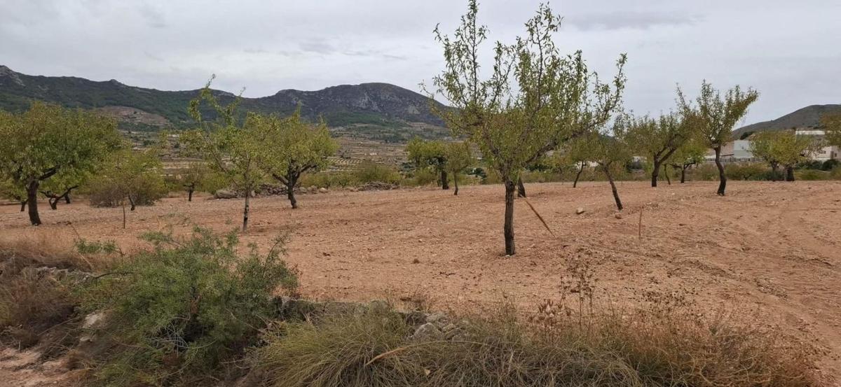 Terreno en venta en La Romana, Alicante photo 5