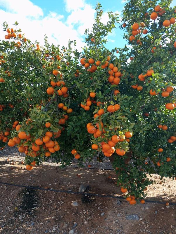 Działka na sprzedaż w Orihuela, Alicante photo 2