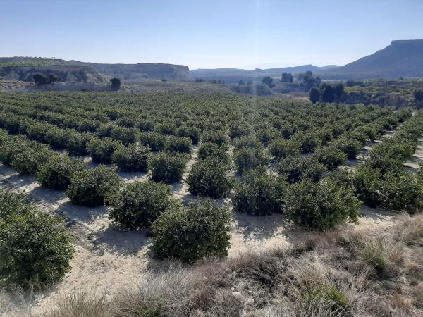 Terreno en Desamparados-Hurchillo-Torremendo, Orihuela photo 3
