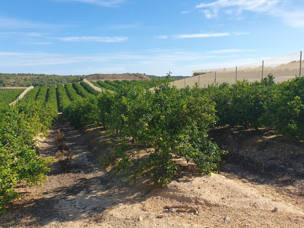 Działka na sprzedaż w Orihuela, Alicante photo 4