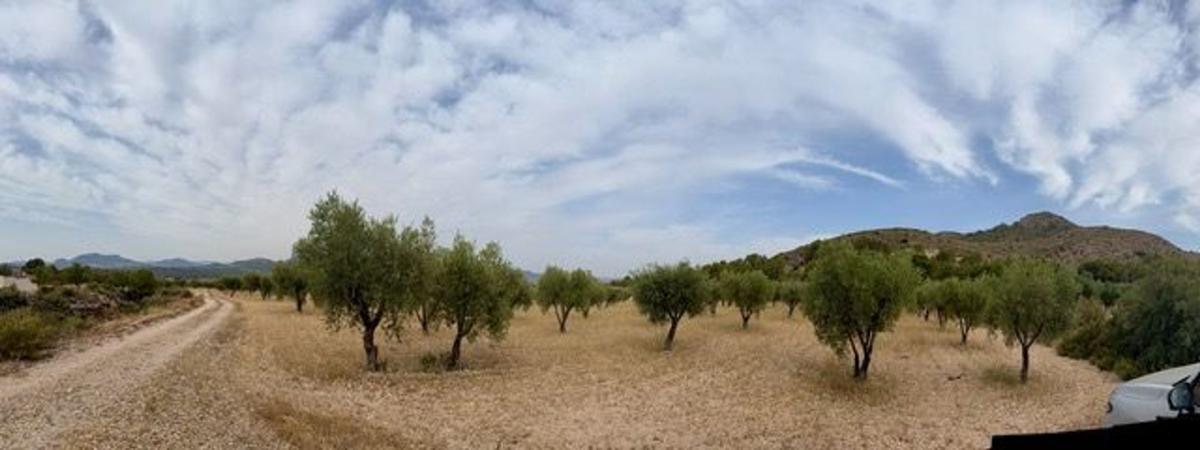 Działka na sprzedaż w Saks, Alicante photo 5