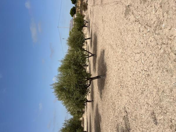 Terreno en Partida Rochet, Agost photo 3