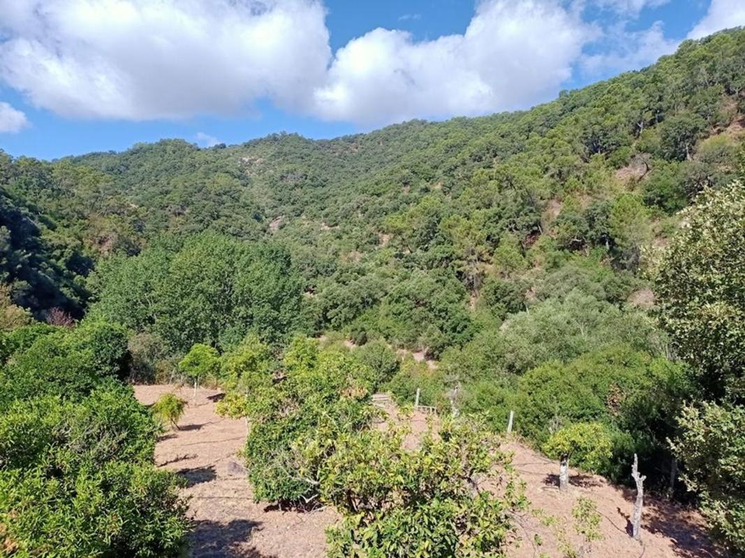 Sprzedaż działki rolnej w Finca rústica en Río Genal, 259, Farajan , Farajan photo 5