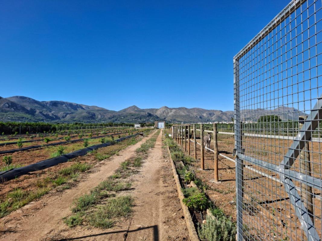 Land for sale in Pego, Alicante photo 5