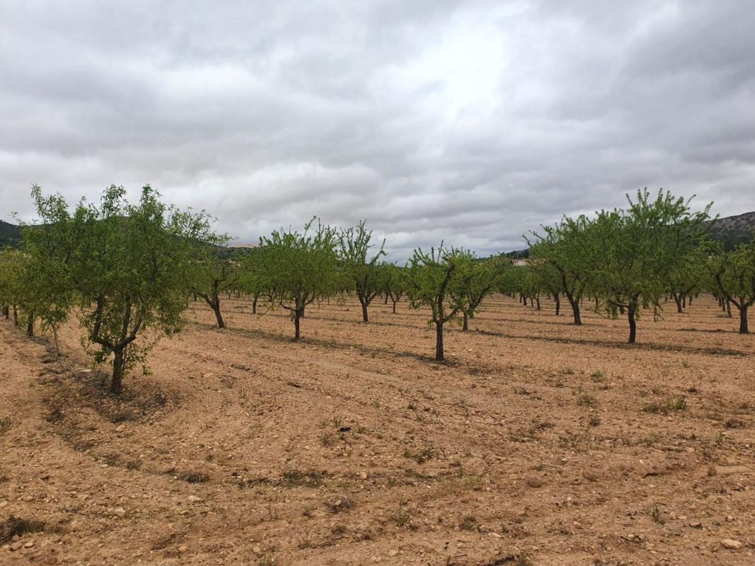 Terreno en venta en Pinoso, Alicante photo 3
