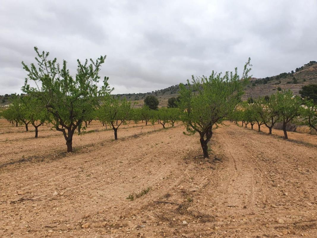 Terreno en venta en Pinoso, Alicante photo 4