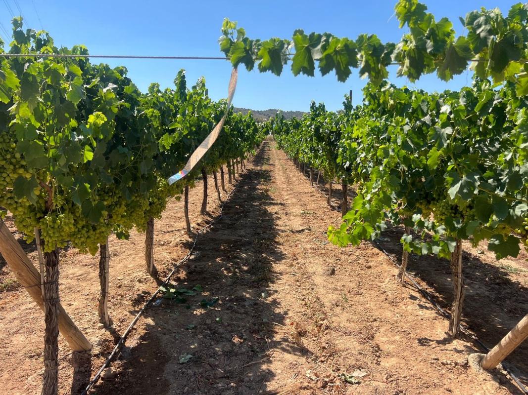 Terreno en venta en Monforte del Cid, Alicante photo 4