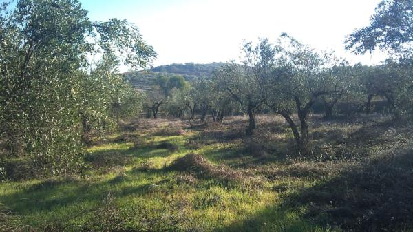 Terreno en Camino Alfora-cabañas, Benimarfull photo 1