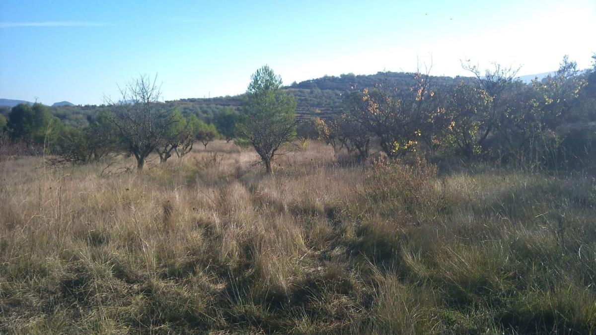 Terreno en venta en Benimarfull, Alicante photo 3