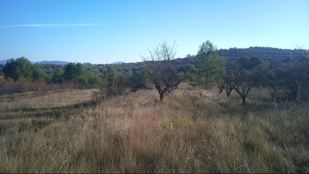 Terreno en venta en Benimarfull, Alicante photo 4
