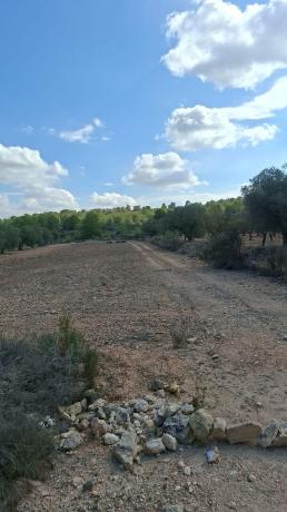 Terreno en Monovar photo 2