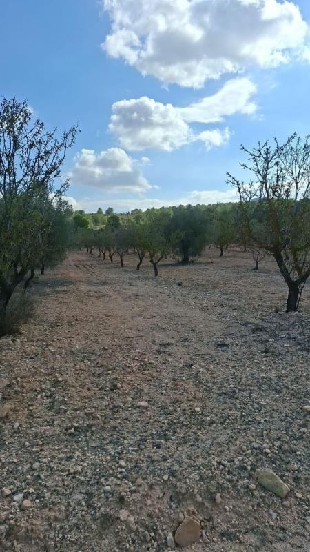Działka na sprzedaż w Monowar, Alicante photo 3
