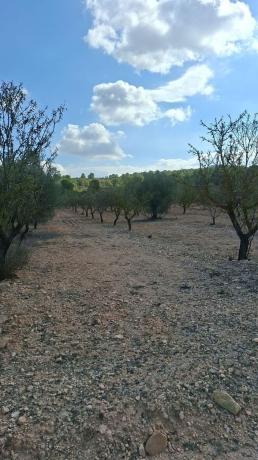 Terreno en Monovar photo 3