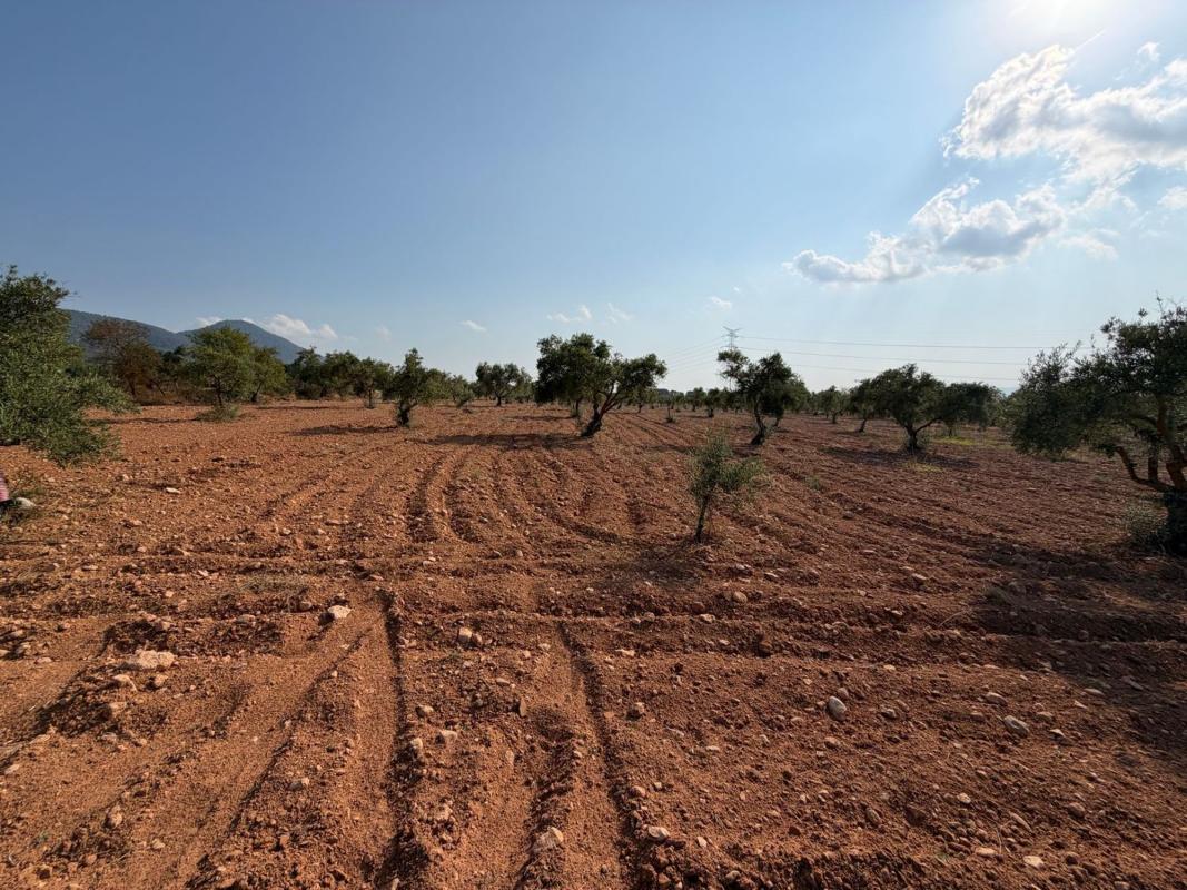 Terreno en venta en Biar, Alicante photo 2