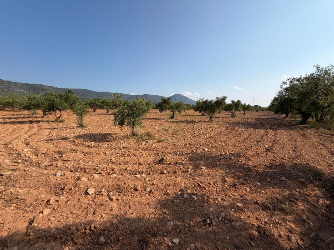 Terreno en venta en Biar, Alicante photo 3