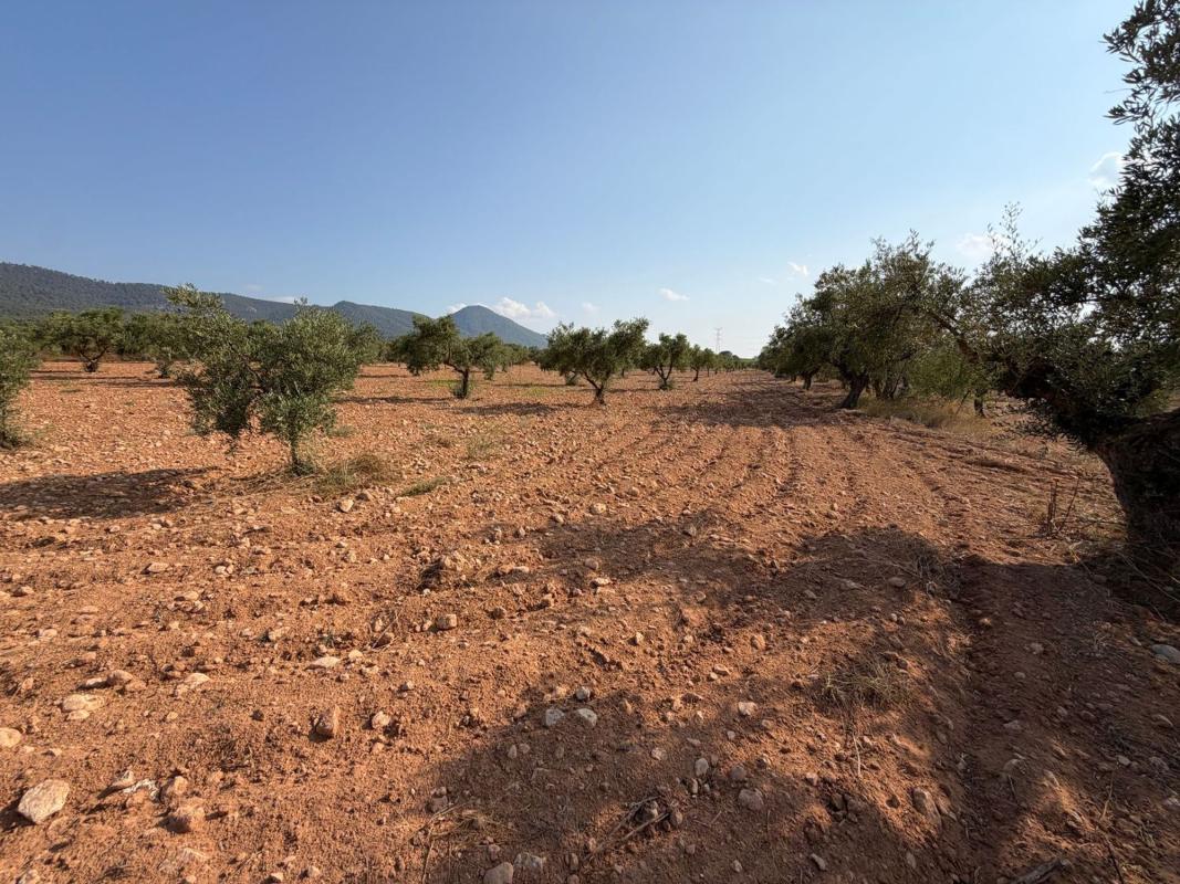 Terreno en venta en Biar, Alicante photo 4