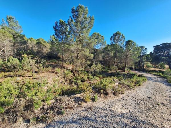Terreno en Biar photo 3