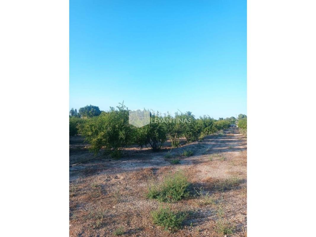 Sale of rural property in Finca rústica en La Hoya-Daimes-El Derramador, Elche / Elx , Elche / Elx photo 1