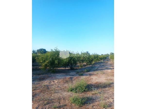 Finca rústica en venta en Finca rústica en La Hoya-Daimes-El Derramador, Elche / Elx , Elche / Elx photo 1