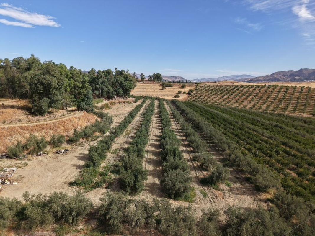 Sale of rural property in Finca rústica en Carretera de los Carril de la Loma, 1895441, Diseminados, Cártama , Cártama photo 3