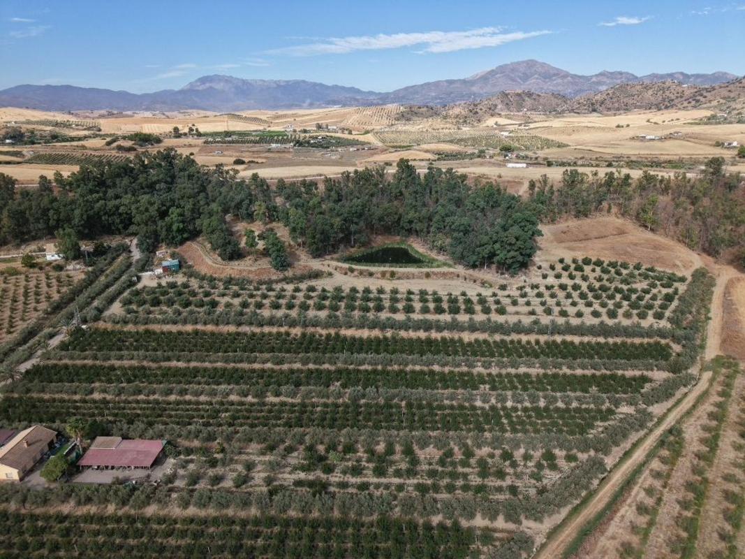 Sale of rural property in Finca rústica en Carretera de los Carril de la Loma, 1895441, Diseminados, Cártama , Cártama photo 4