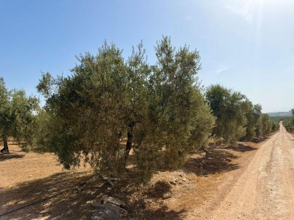 Rustic farm for sale in Finca rústica en Fuente de Piedra , Fountain of Stone photo 1