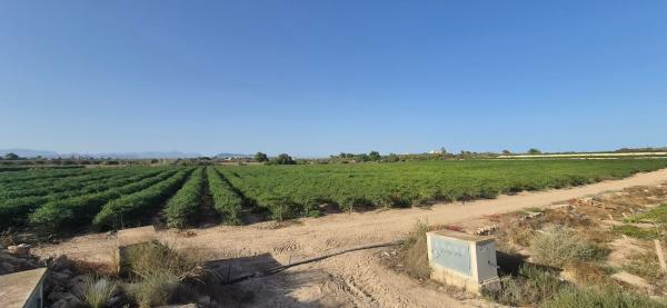 Terreno en Partida Perleta, 2050 a, Maitino-Perleta, Elche / Elx photo 1