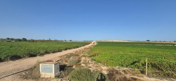 Terreno en Partida Perleta, 2050 a, Maitino-Perleta, Elche / Elx thumbnail 2