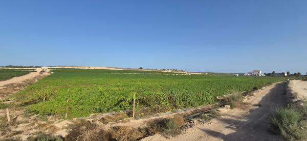Terreno en Partida Perleta, 2050 a, Maitino-Perleta, Elche / Elx photo 4