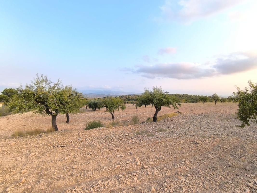 Działka na sprzedaż w Pinoso, Alicante photo 3