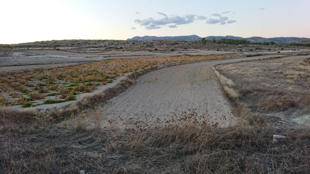 Terreno en venta en Pinoso, Alicante photo 3