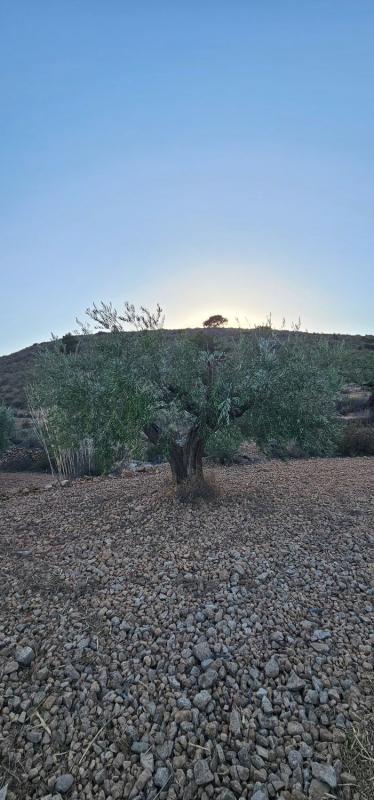 Terreno en venta en Orihuela, Alicante photo 3